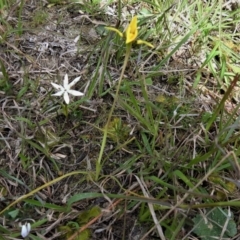 Diuris chryseopsis at Coree, ACT - 17 Sep 2020