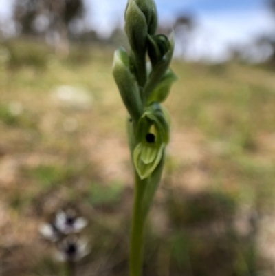 Hymenochilus bicolor (ACT) = Pterostylis bicolor (NSW) (Black-tip Greenhood) at Throsby, ACT - 17 Sep 2020 by JasonC