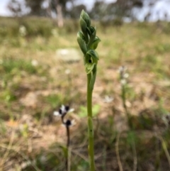 Hymenochilus bicolor at Throsby, ACT - 17 Sep 2020