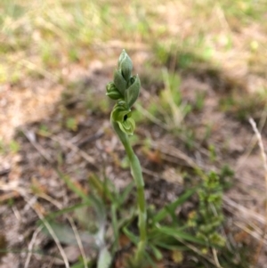 Hymenochilus bicolor at Throsby, ACT - 17 Sep 2020