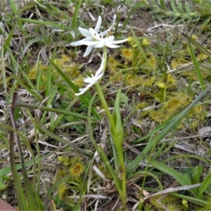 Wurmbea dioica subsp. dioica at Coree, ACT - 17 Sep 2020