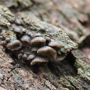 Resupinatus at Latham, ACT - 16 Aug 2020