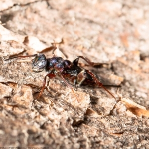 Cleonyminae (subfamily) at Holt, ACT - 17 Sep 2020 12:43 PM