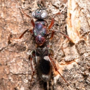 Cleonyminae (subfamily) at Holt, ACT - 17 Sep 2020 12:43 PM