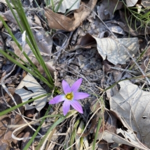 Romulea rosea var. australis at Forrest, ACT - 14 Sep 2020