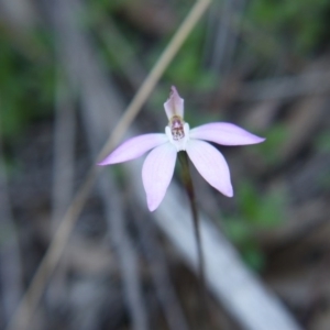 Caladenia fuscata at Downer, ACT - suppressed