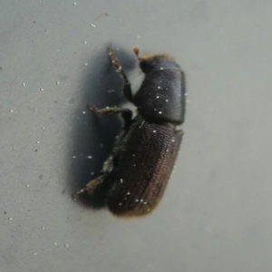 Hylurgus ligniperda at Kambah, ACT - 17 Sep 2020 12:55 PM