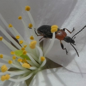 Pemanoa sp. (genus) at Kambah, ACT - 17 Sep 2020 12:47 PM