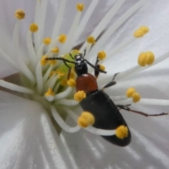 Pemanoa sp. (genus) at Kambah, ACT - 17 Sep 2020 12:47 PM