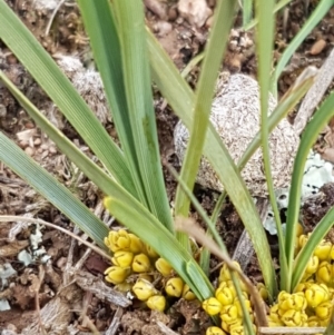 Lomandra bracteata at Mitchell, ACT - 17 Sep 2020