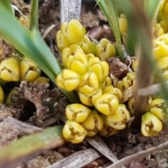 Lomandra bracteata at Mitchell, ACT - 17 Sep 2020