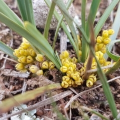 Lomandra bracteata at Mitchell, ACT - 17 Sep 2020