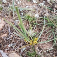 Lomandra bracteata at Mitchell, ACT - 17 Sep 2020