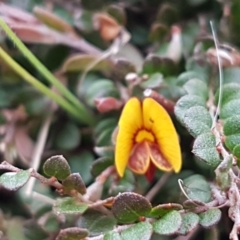 Bossiaea buxifolia at Mitchell, ACT - 17 Sep 2020