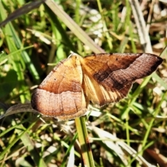 Anachloris subochraria (Golden Grass Carpet) at Coree, ACT - 15 Sep 2020 by JohnBundock