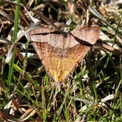 Anachloris subochraria at Coree, ACT - 15 Sep 2020