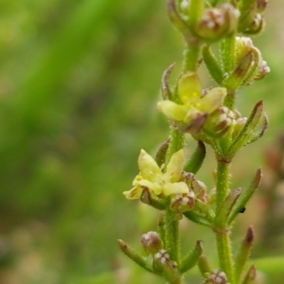 Galium gaudichaudii subsp. gaudichaudii (Rough Bedstraw) at Mitchell, ACT - 17 Sep 2020 by trevorpreston