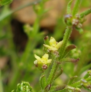 Galium gaudichaudii subsp. gaudichaudii at Mitchell, ACT - 17 Sep 2020