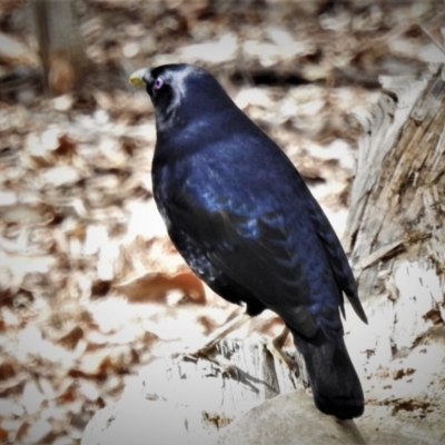 Ptilonorhynchus violaceus (Satin Bowerbird) at Coree, ACT - 10 Sep 2020 by JohnBundock