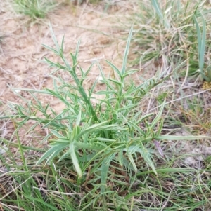 Eryngium ovinum at Mitchell, ACT - 17 Sep 2020