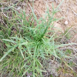 Eryngium ovinum at Mitchell, ACT - 17 Sep 2020