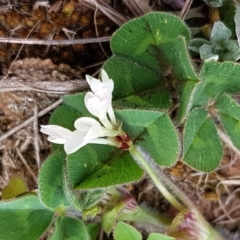 Trifolium subterraneum (Subterranean Clover) at Mitchell, ACT - 17 Sep 2020 by trevorpreston