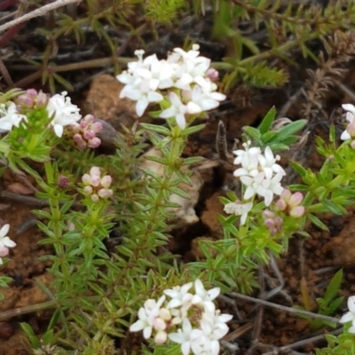 Asperula conferta (Common Woodruff) at Mitchell, ACT - 17 Sep 2020 by tpreston