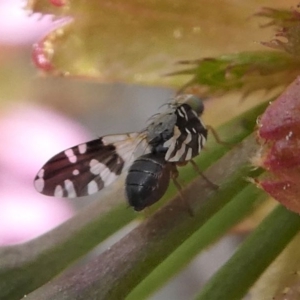 Tephritidae sp. (family) at Kambah, ACT - 17 Sep 2020