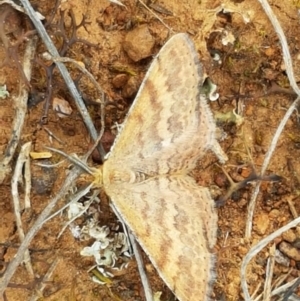 Scopula rubraria at Mitchell, ACT - 17 Sep 2020