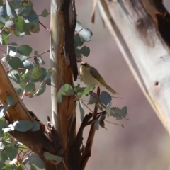 Ptilotula fusca at Booth, ACT - 16 Sep 2020