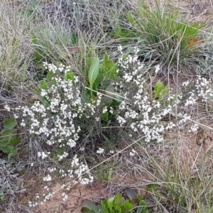 Cryptandra amara at Mitchell, ACT - 17 Sep 2020