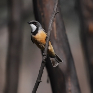 Pachycephala rufiventris at Booth, ACT - 16 Sep 2020