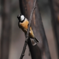 Pachycephala rufiventris at Booth, ACT - 16 Sep 2020