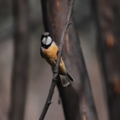 Pachycephala rufiventris at Booth, ACT - 16 Sep 2020