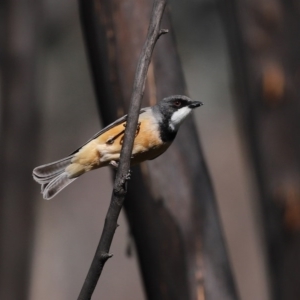 Pachycephala rufiventris at Booth, ACT - 16 Sep 2020