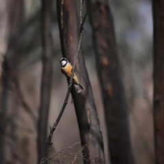 Pachycephala rufiventris at Booth, ACT - 16 Sep 2020