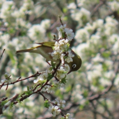 Zosterops lateralis (Silvereye) at Booth, ACT - 16 Sep 2020 by RodDeb