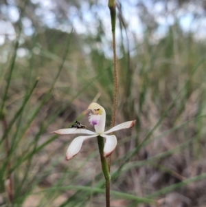 Caladenia ustulata at Acton, ACT - 17 Sep 2020