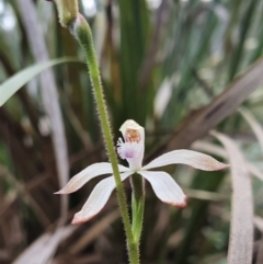 Caladenia ustulata at Acton, ACT - 17 Sep 2020