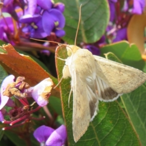 Helicoverpa (genus) at Red Hill, ACT - 17 Sep 2020 12:28 PM