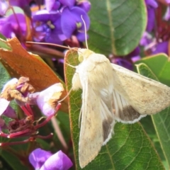 Helicoverpa (genus) at Red Hill, ACT - 17 Sep 2020 12:28 PM