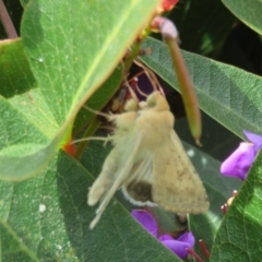 Helicoverpa (genus) at Red Hill, ACT - 17 Sep 2020 12:28 PM