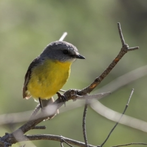 Eopsaltria australis at Booth, ACT - 16 Sep 2020