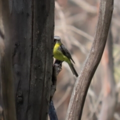 Eopsaltria australis at Booth, ACT - 16 Sep 2020