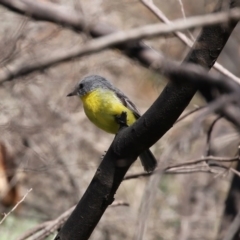 Eopsaltria australis at Booth, ACT - 16 Sep 2020