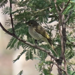 Caligavis chrysops at Booth, ACT - 16 Sep 2020