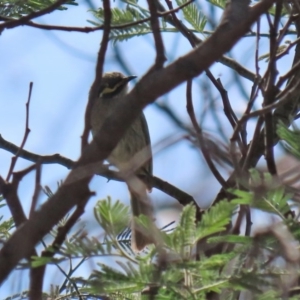 Caligavis chrysops at Booth, ACT - 16 Sep 2020 01:26 PM