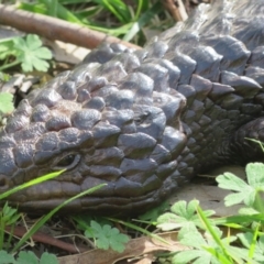 Tiliqua rugosa at Kowen, ACT - 17 Sep 2020