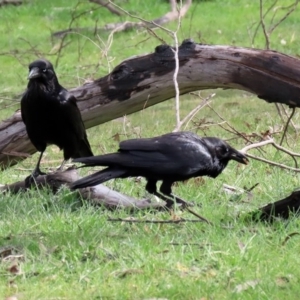 Corvus coronoides at Rendezvous Creek, ACT - 16 Sep 2020 02:44 PM