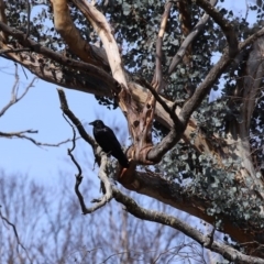 Corvus coronoides at Rendezvous Creek, ACT - 16 Sep 2020 02:44 PM